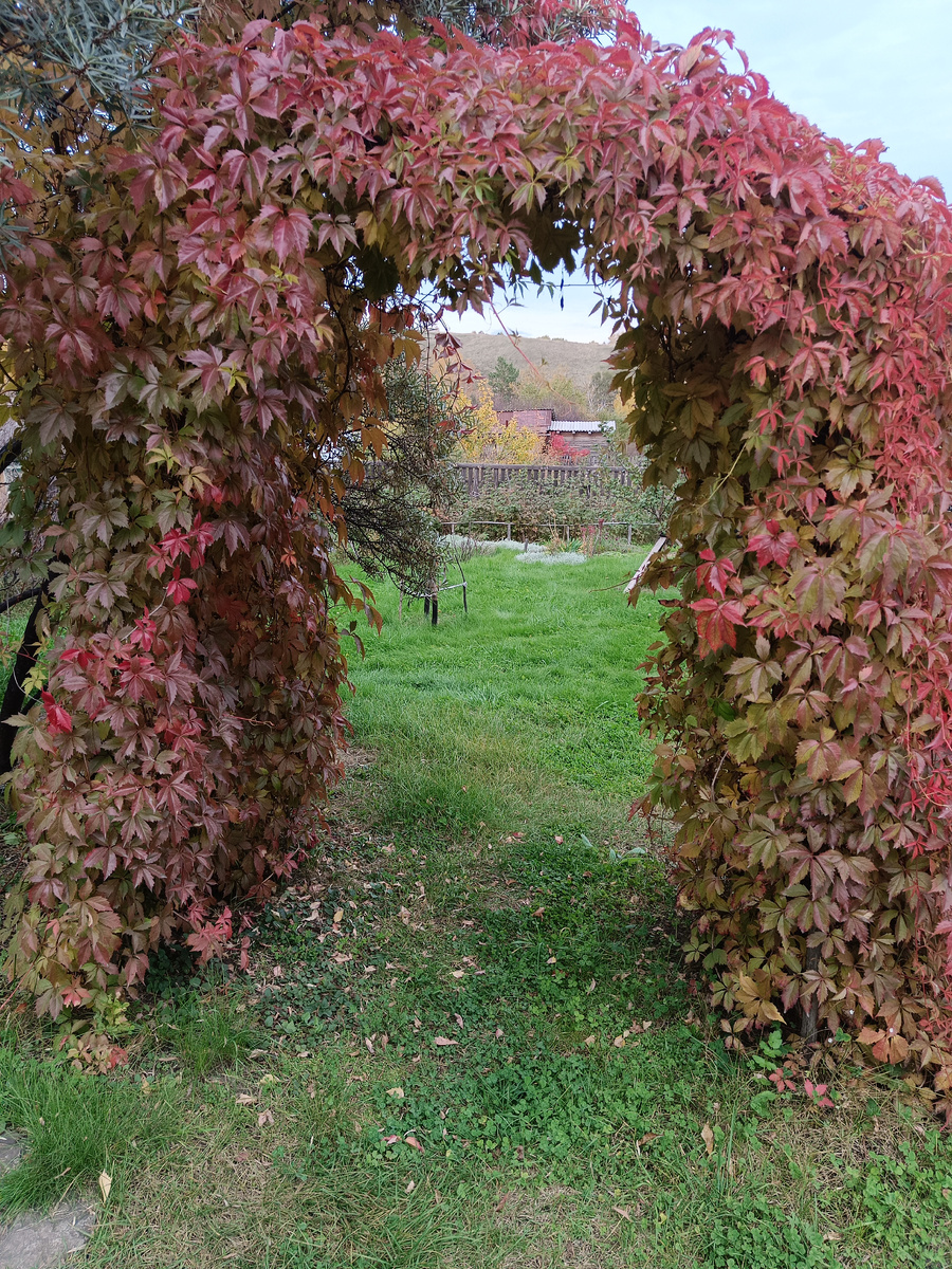 Девичий виноград 