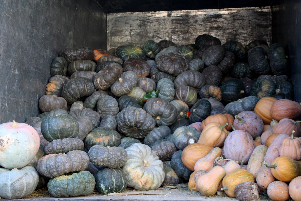    Этой осенью на рынках большую тыкву продают от 30 рублей за килограмм, маленькую — от 50 рублей за штуку.