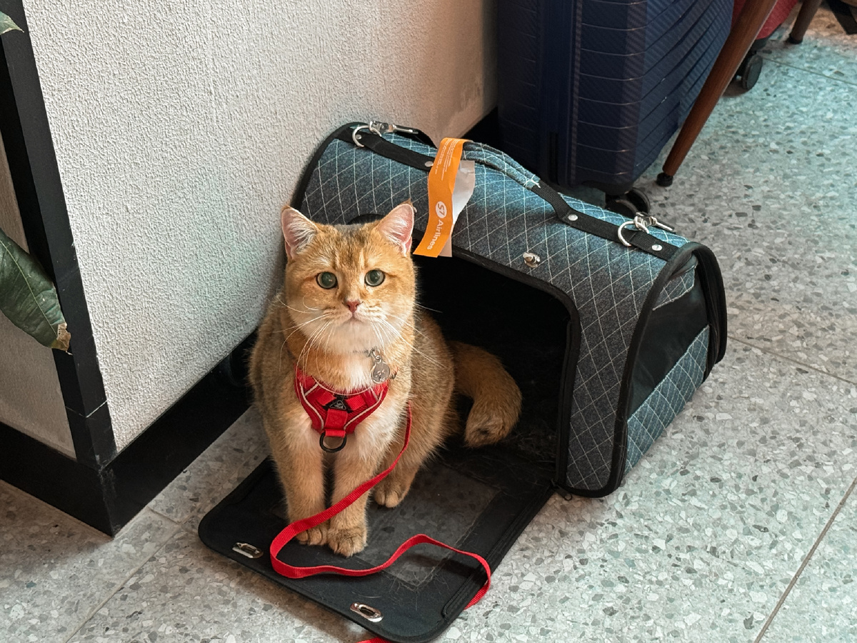 Всегда готов к путешествию