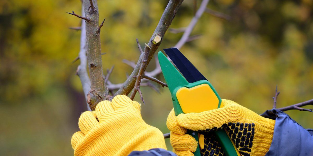 10+ осенних ошибок, из-за которых весной дача “плачет”. (И как их избежать, чтобы весной сад порадовал, а не расстроил)