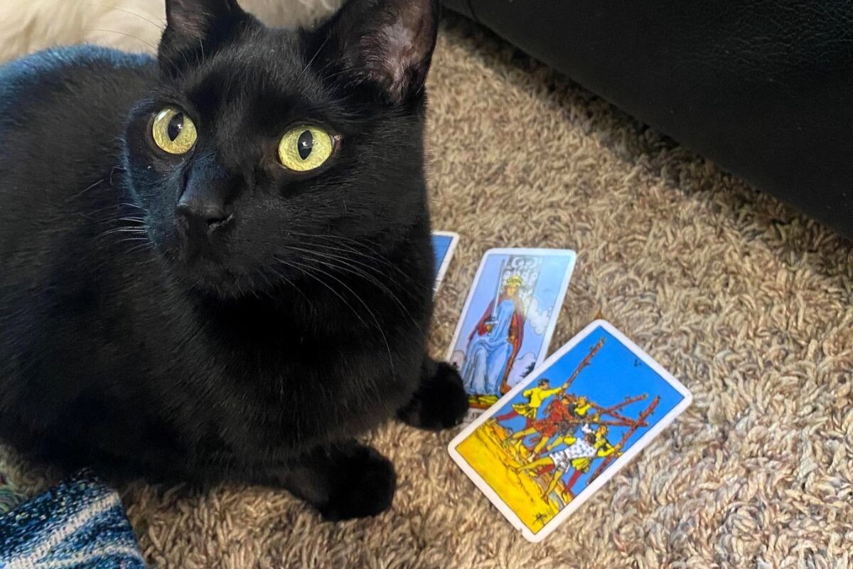 Кот Коул: фото What’s The Jam 