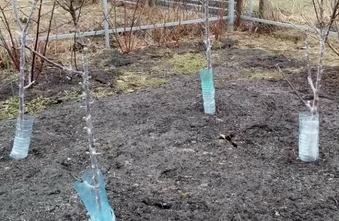 Нестандартный утеплитель: как пластиковые бутылки спасают деревья от грызунов