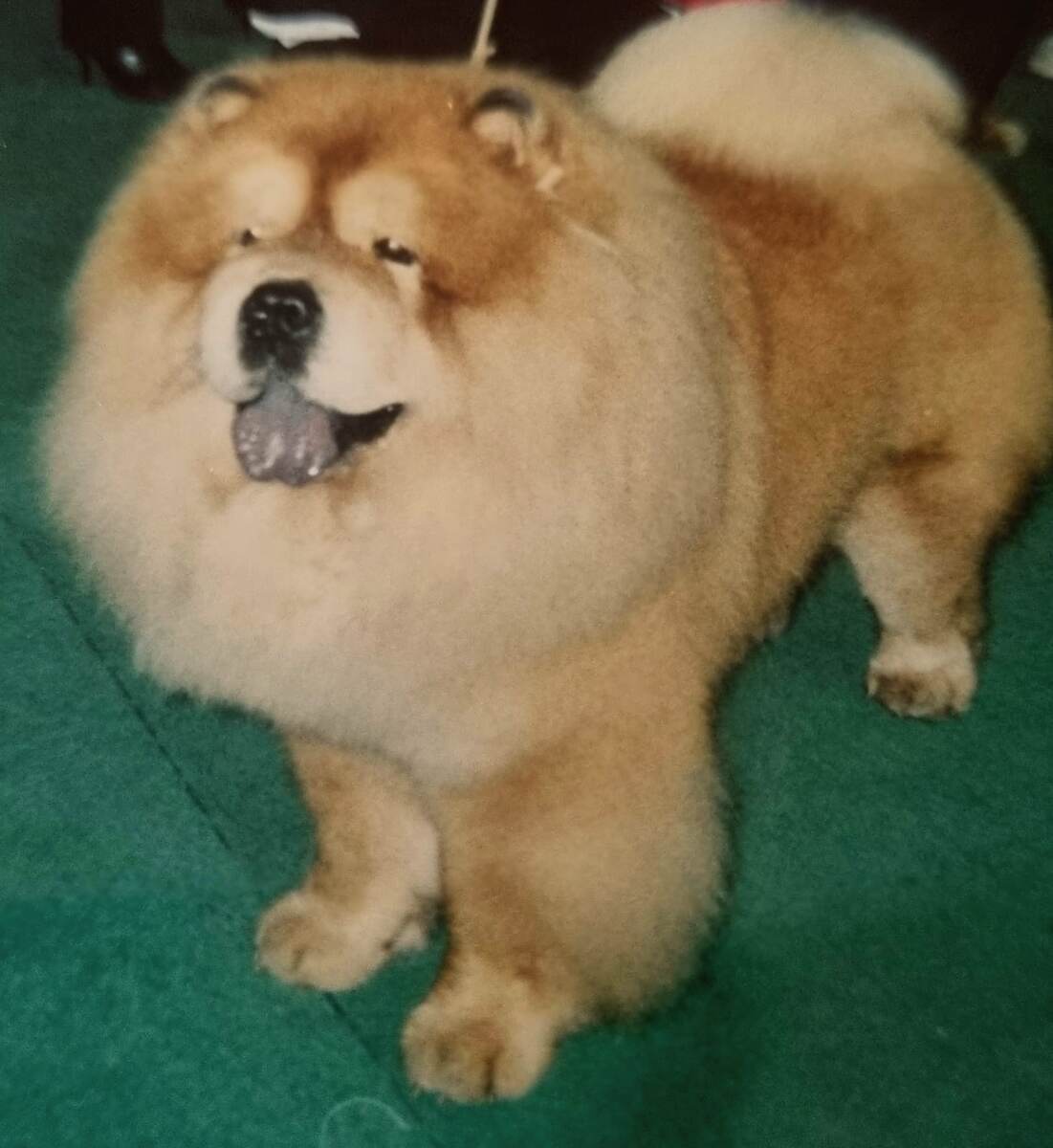 Шен на выставке. Горд и максимально доволен.