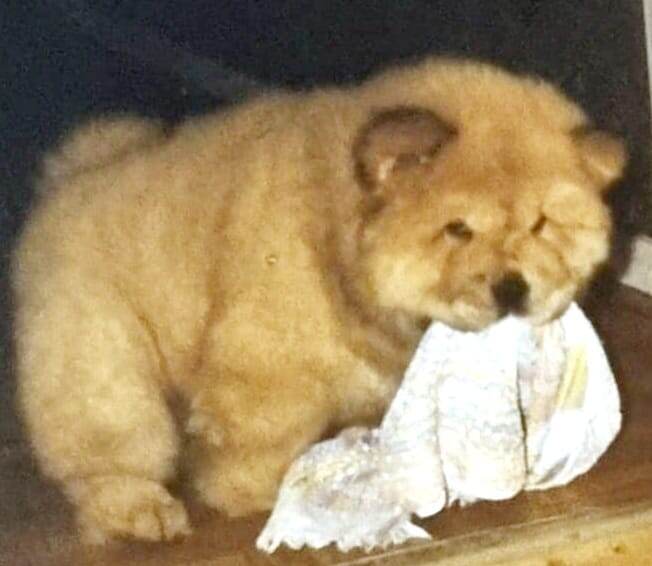 Малыш ворует тряпку с серьезным видом. 