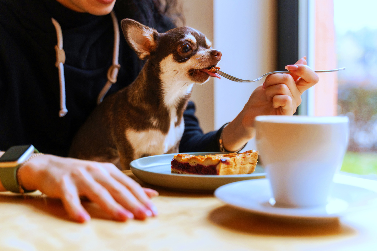 Натуралка VS промышленный корм