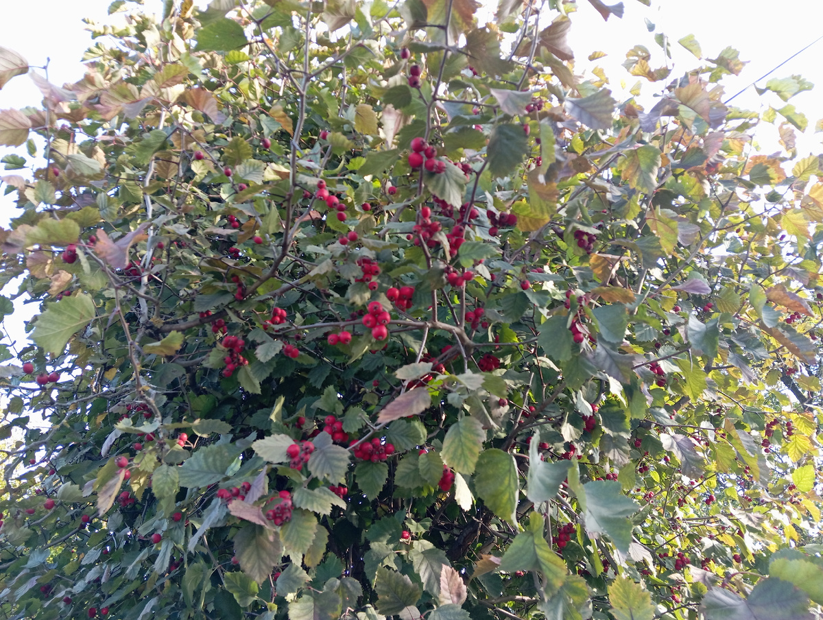 Боярышник у нас на даче