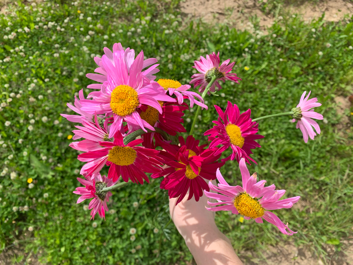 Букет пиретрума