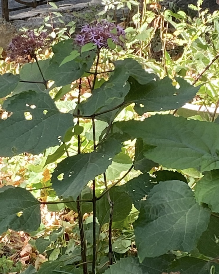 Фото 28 августа 25.