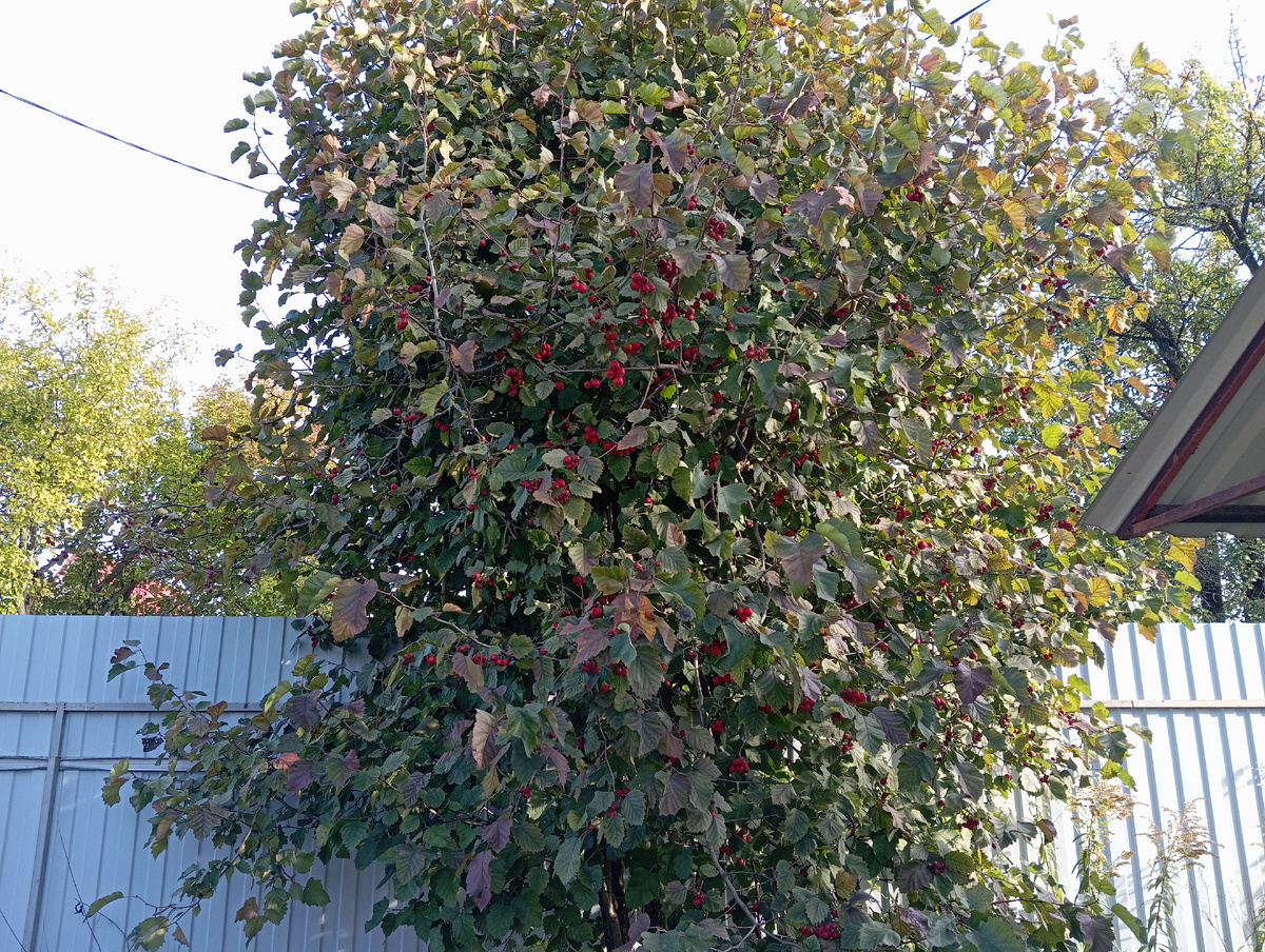 Наш боярышник