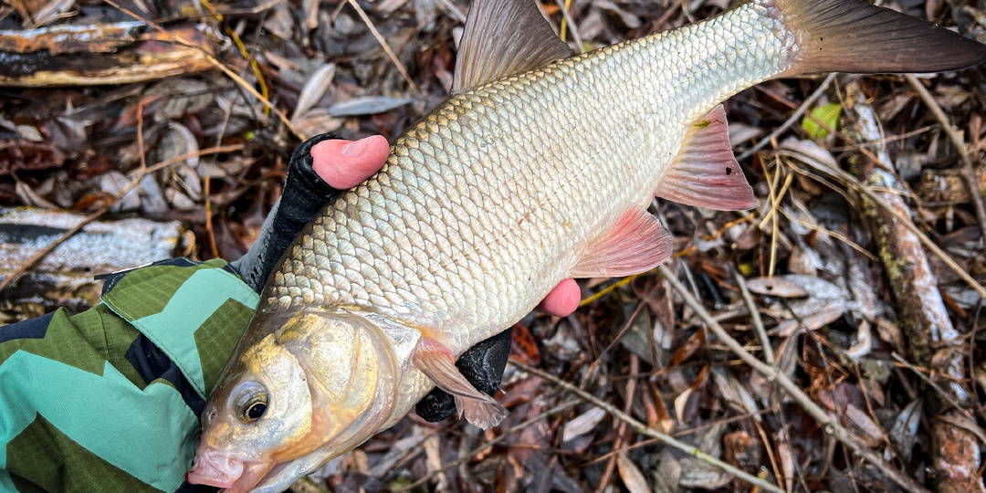 Где воняет - там язя и ищи!