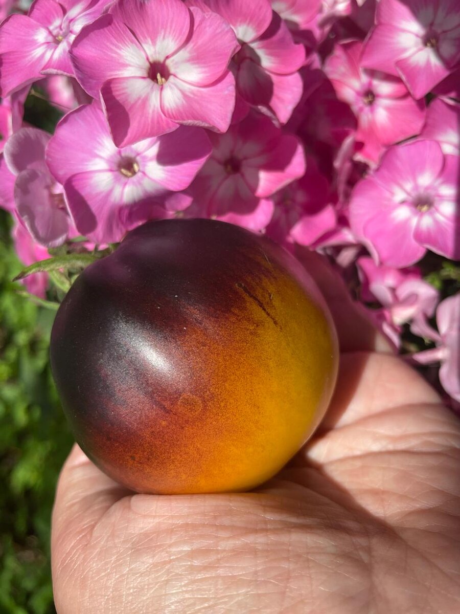 Рыжая комета Софии