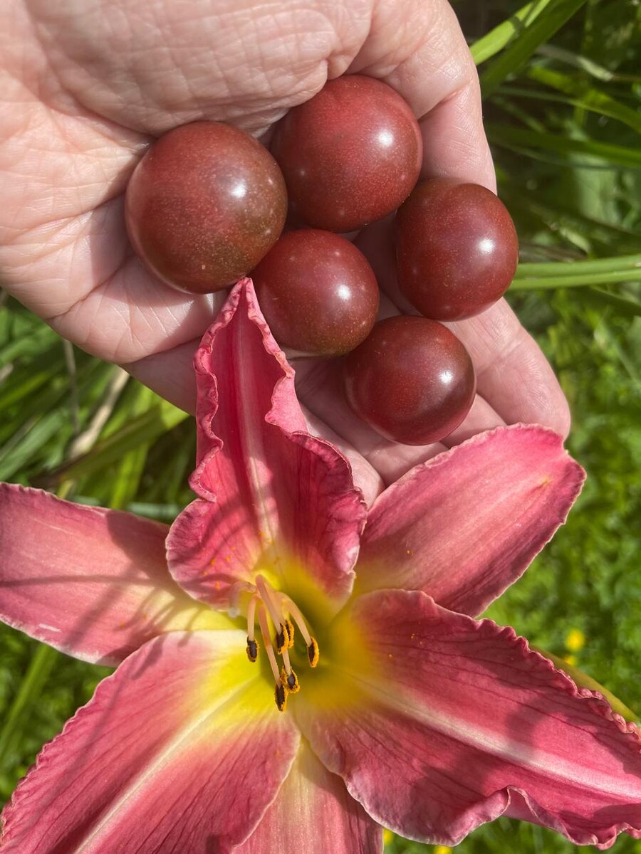 АнтоРотБраун