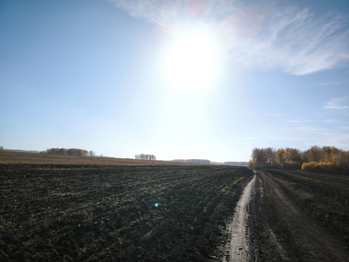 По полям навстречу солнцу