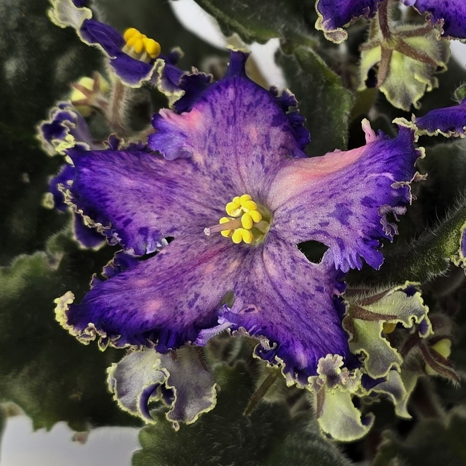 РМ-Сон Бабочки