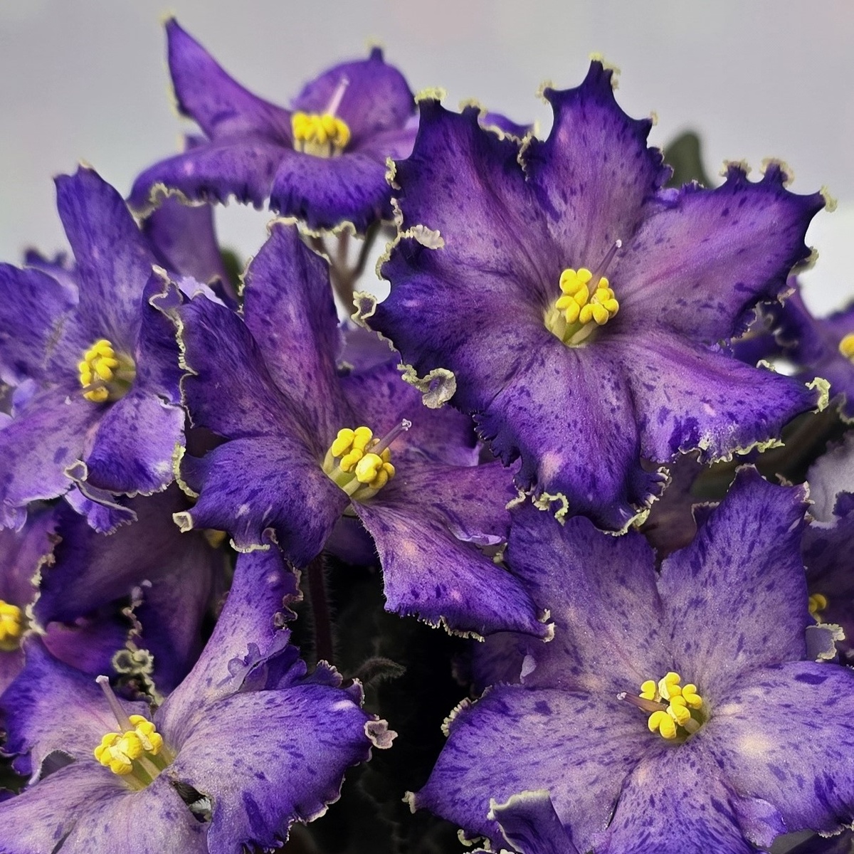 РМ-Сон Бабочки