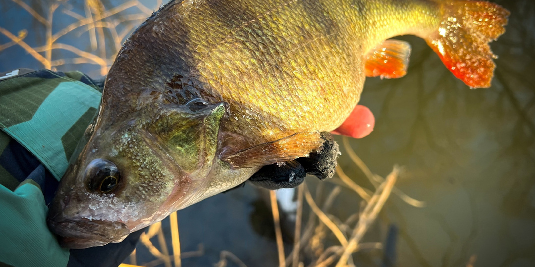 Что такое пауза в спиннинговой проводке?