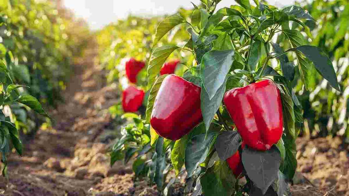 Как я видела свои грядки с перцем