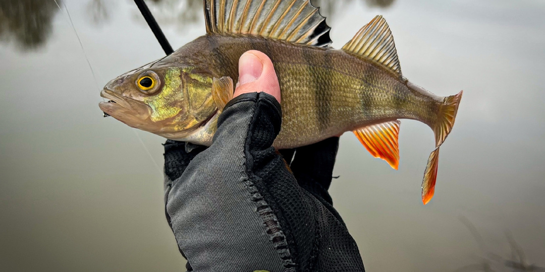 «Рыба ищет, где глубже, а человек - где лучше» - смысл пословицы относительно рыбалки