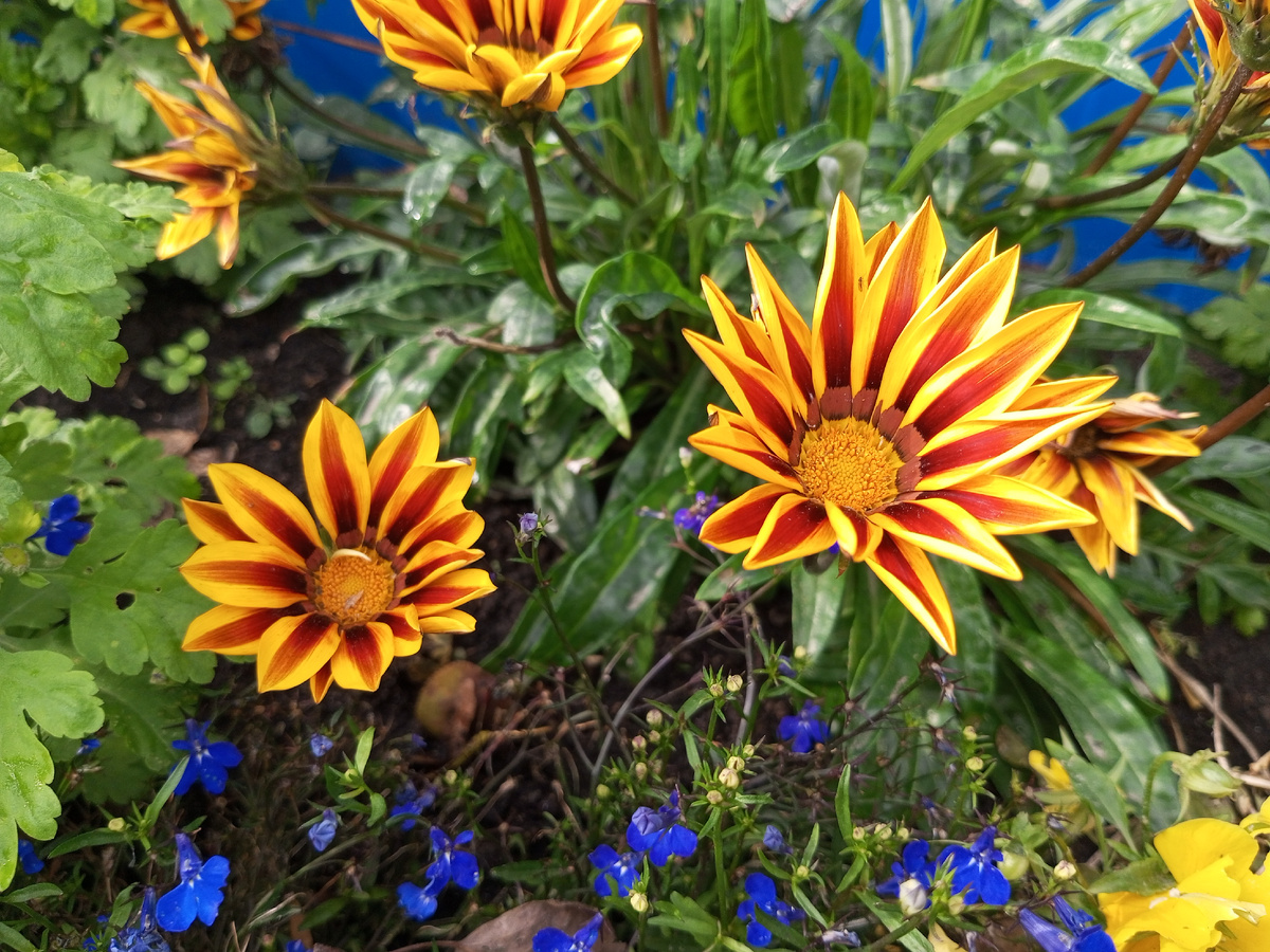 Цветы. Фото автора.