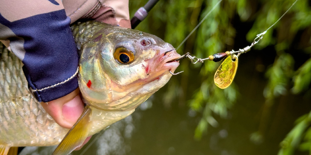 Невероятно, но факт: плотва активно ловится на блесны!