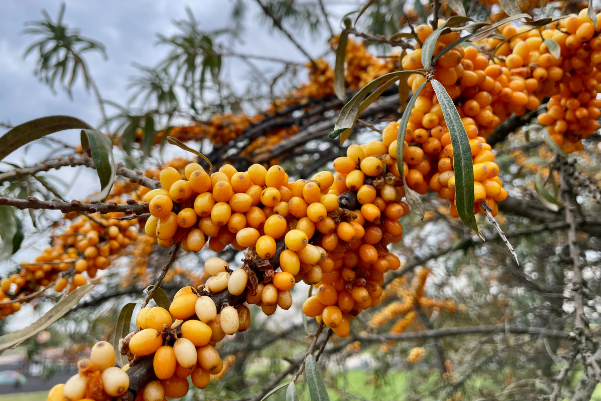 Облепиха в парке 850-летия Москвы