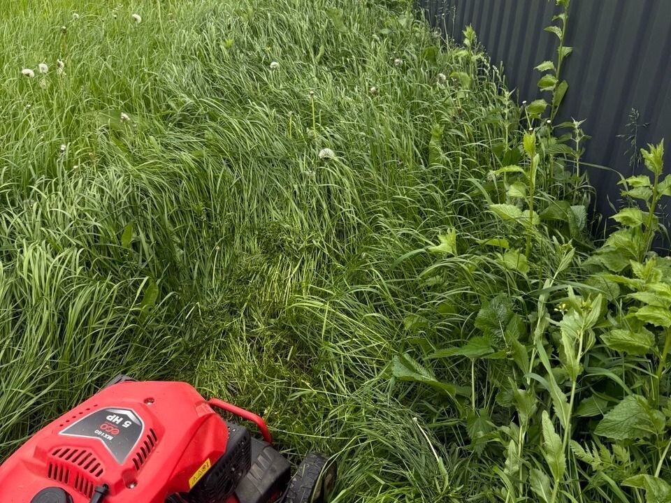 Мой неудачный газон (