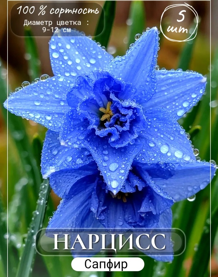 Вот такие нарядные нарциссы.