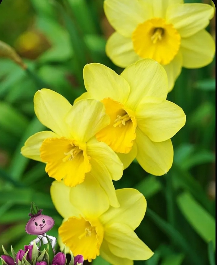 Нарцисс   Barenwyn.