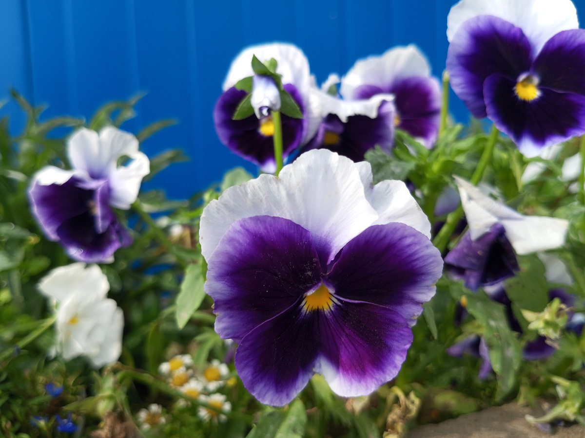 Печальные цветы. Фото автора.