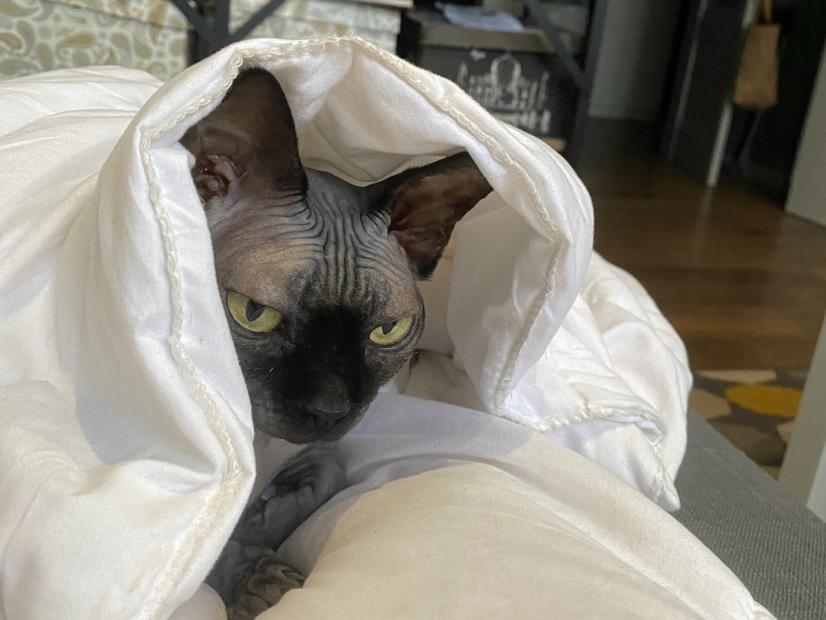 Котя регулярно «рвется» под одеяло