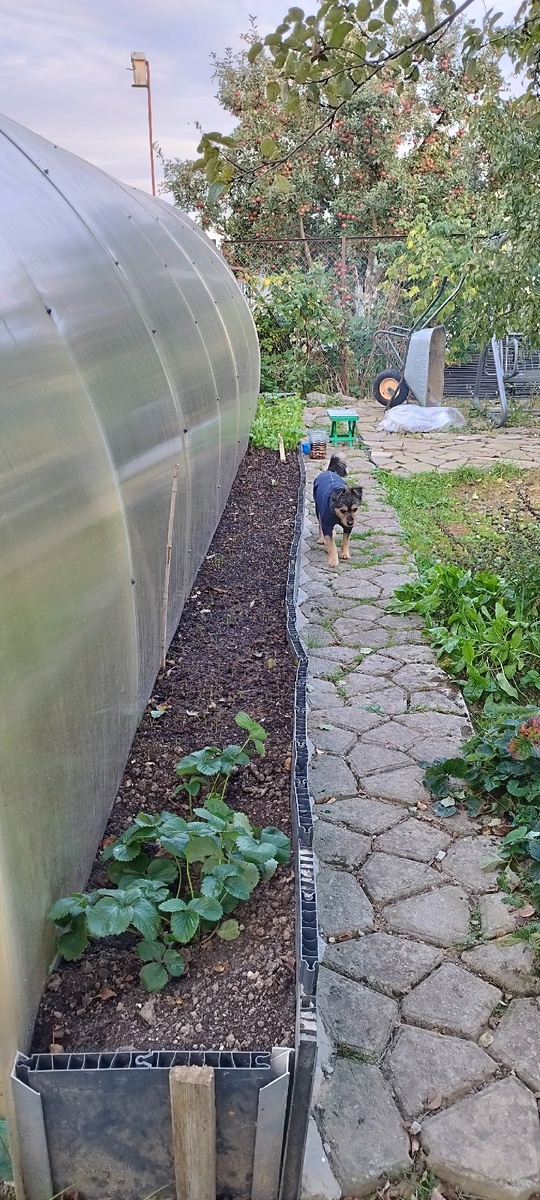 Мусор закопан, сидераты посажены, Сажала чеснок  прямо по сидератам 2 октября. На большей части грядки сидераты еще только всходят.