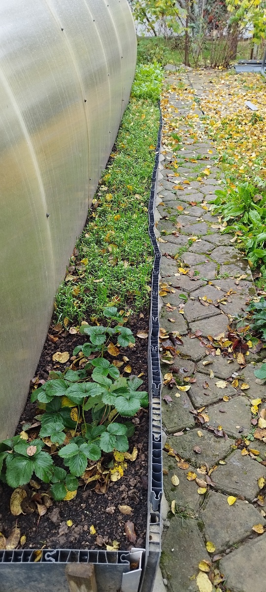 Фото сегодня, 16 октября. Сидераты вовсю растут, не смотря на холода. Надеюсь до морозов они хорошо подрастут.