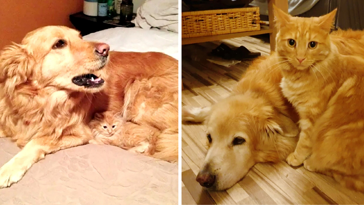 Слева котенок, а справа уж кот - кто где и хозяин порой не поймет. 