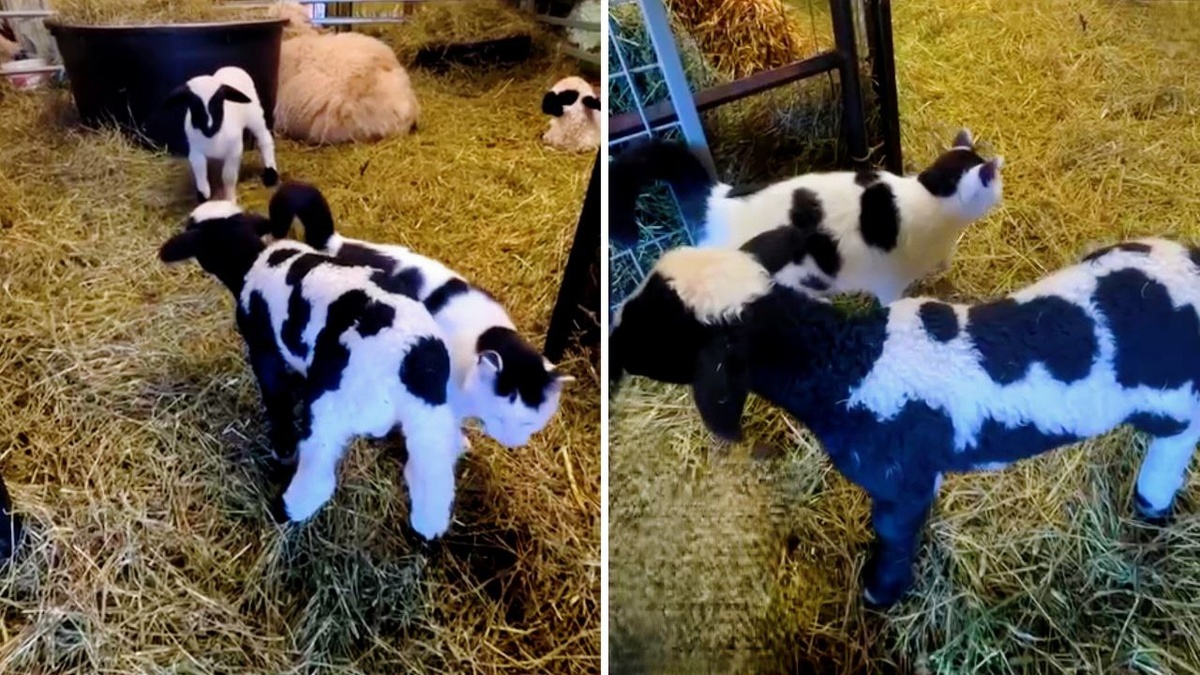 Где барашек, а где кот - и сам черт не разберет!