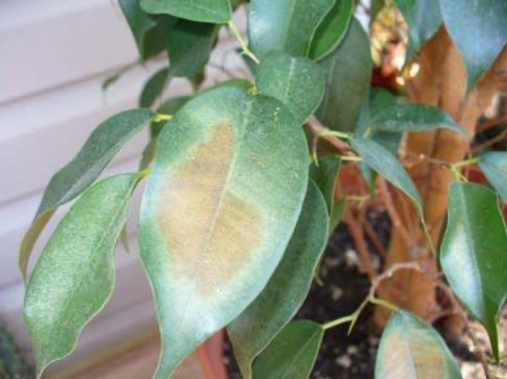 Ожоги на листьях - фикус Бенжамина (фото взято из открытых источников для примера)
