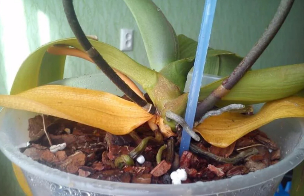 «Залитая» орхидея (фото взято из открытых источников для примера)