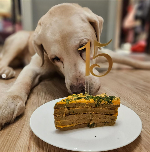 Лабрадор ретривер Валнериз Гэллент Джентльмен 15 лет