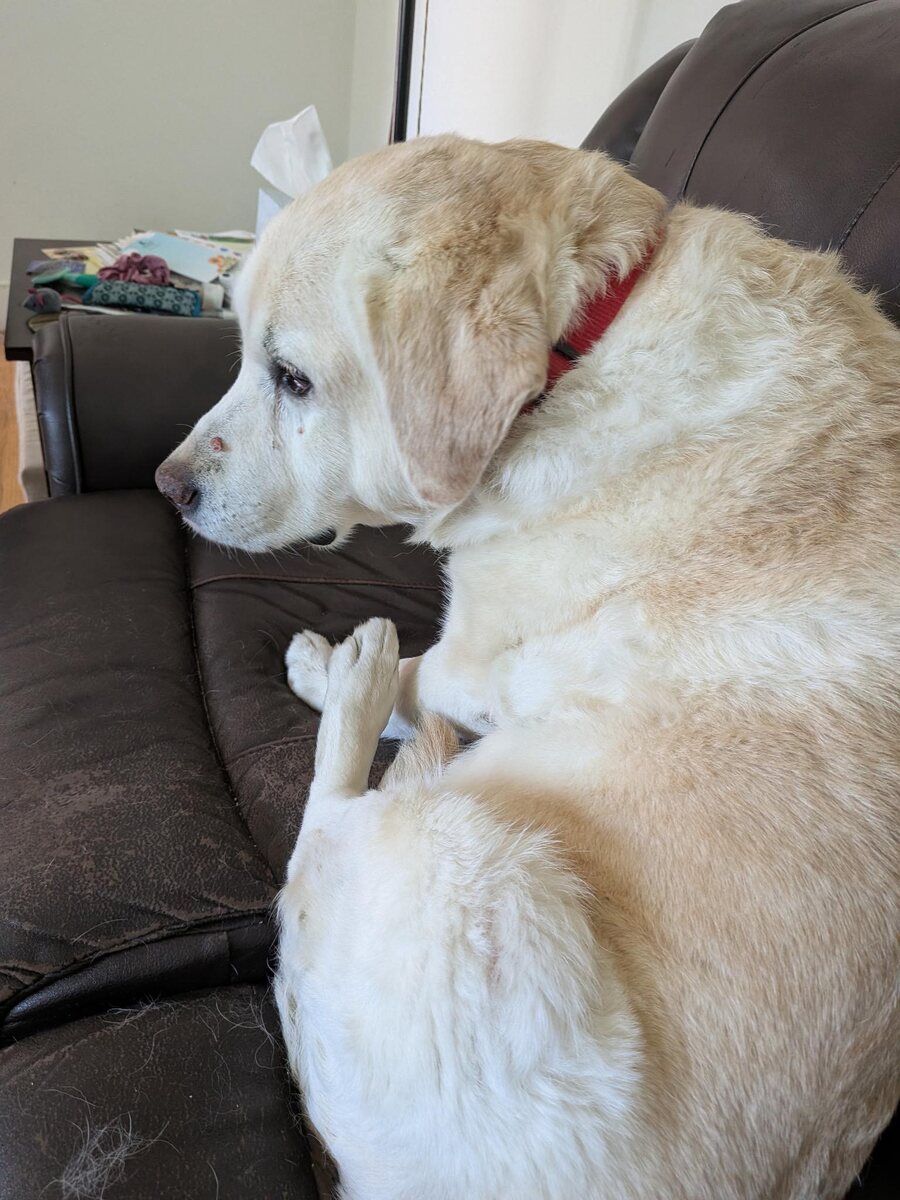 Лабрадор Валнериз Гламур Леди 15 лет