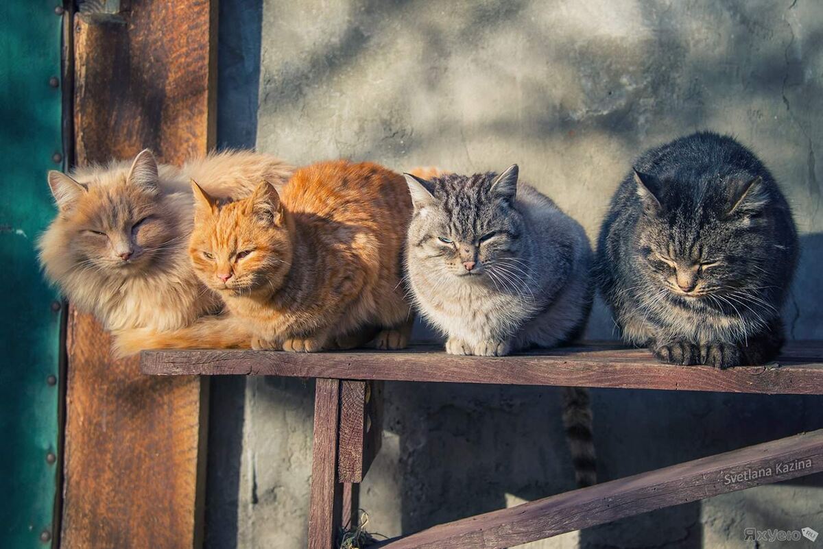 Суровые кошачьи