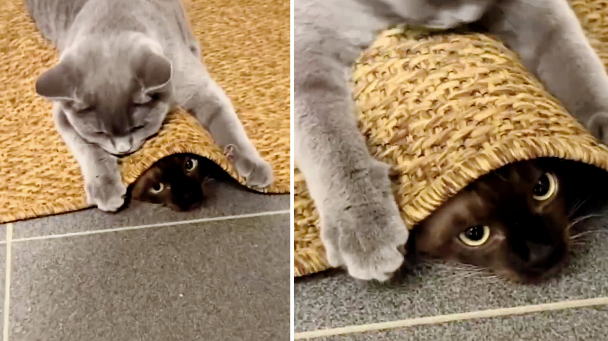 И что ты мне сделаешь?! 