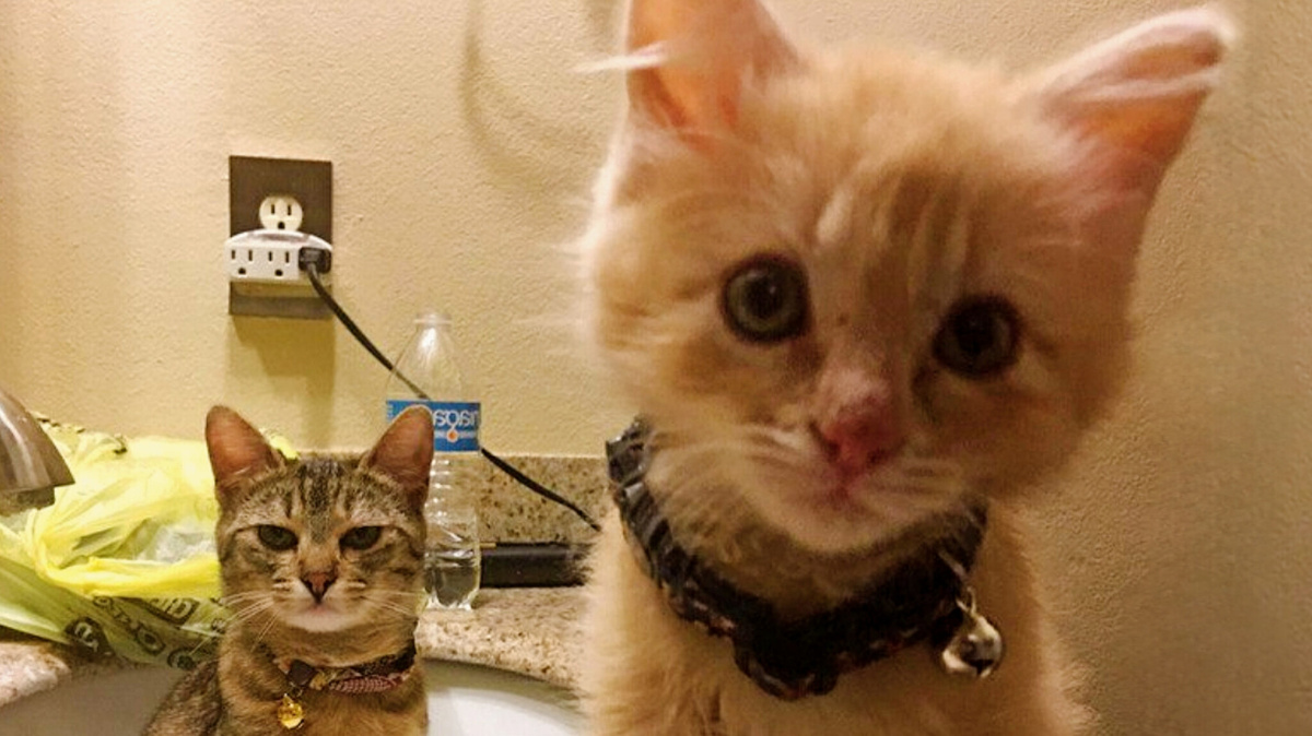 Вы кого в дом привели😾?! 