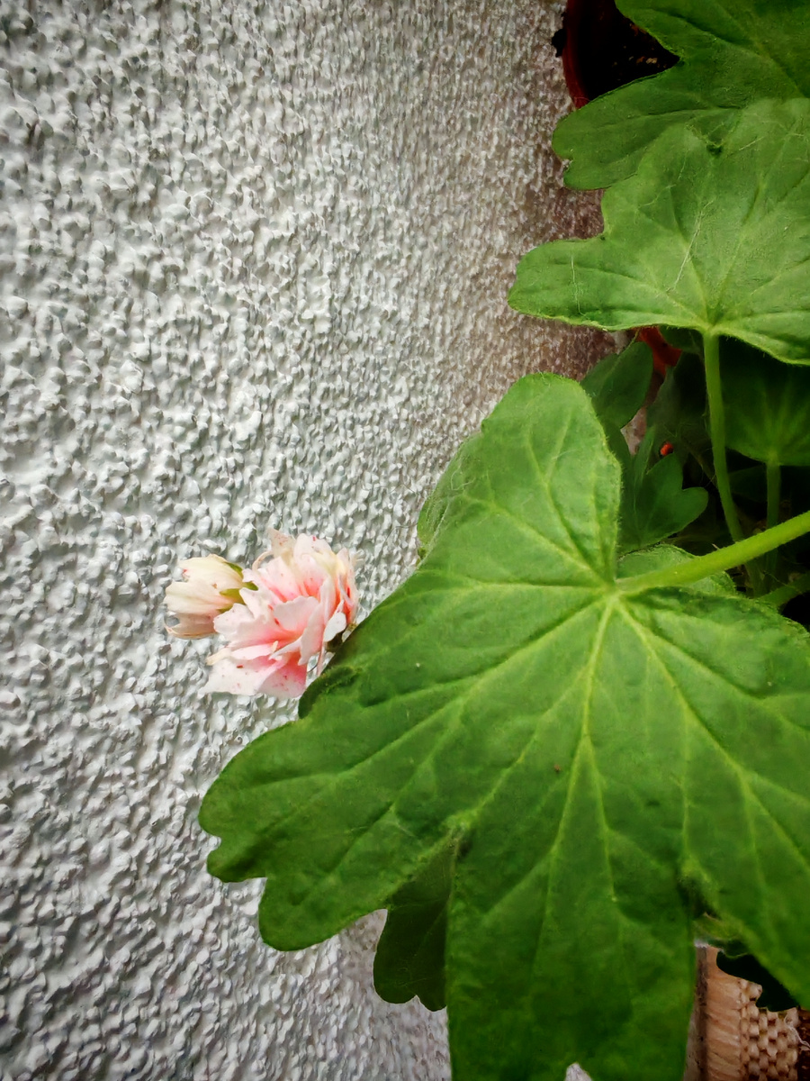 Будем надеяться, что прижилась. 