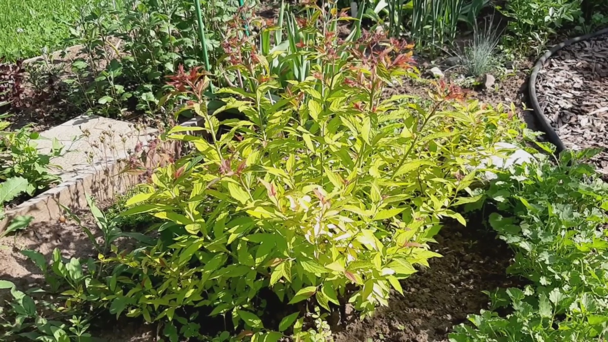 Спирея Голден Флейм.