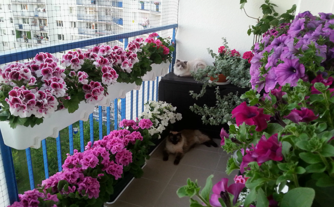 петунья в горшках