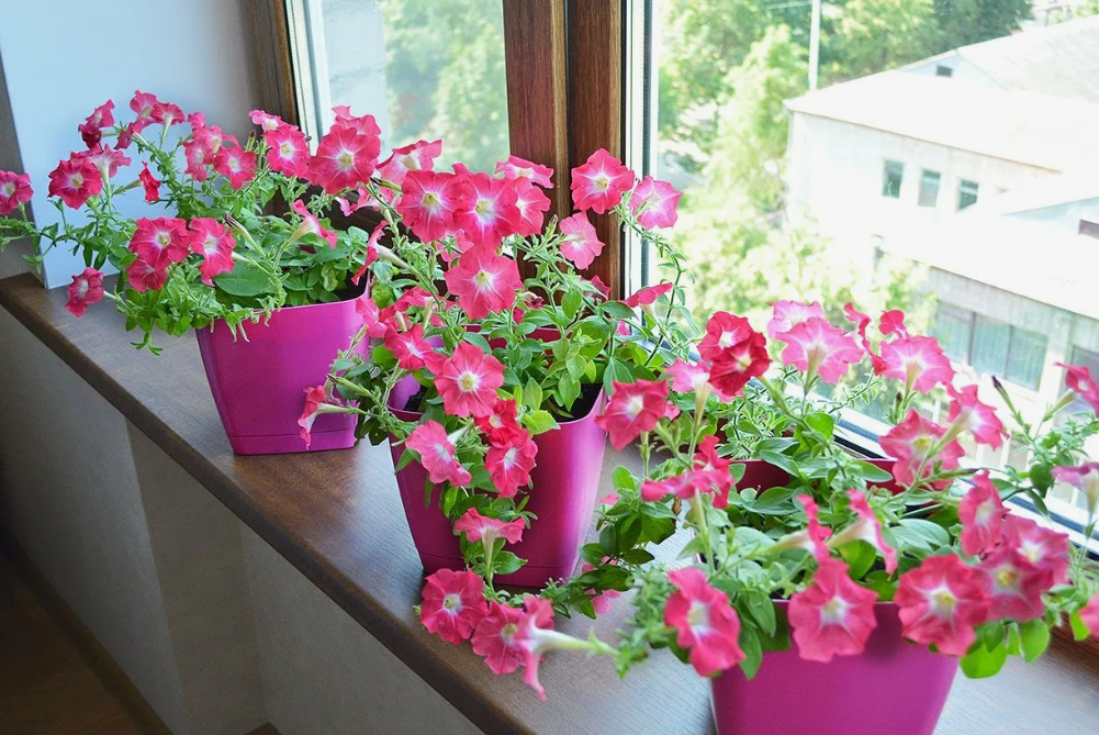 Рассада петуний в домашних условиях.