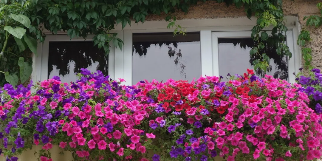 Рассада петуний в домашних условиях. Черенкование петуний в домашних условиях.