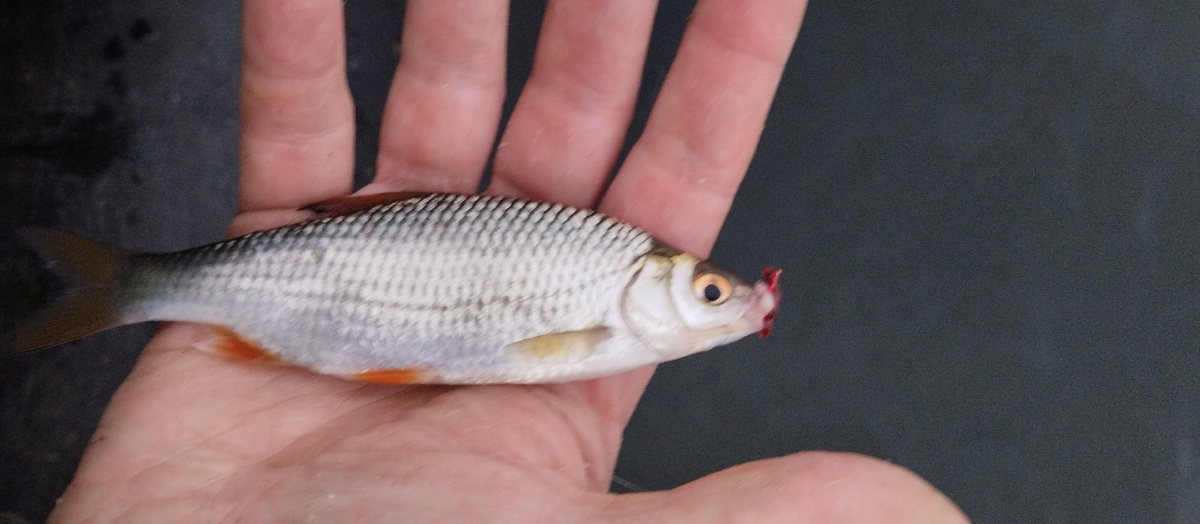 Микроплотва :)