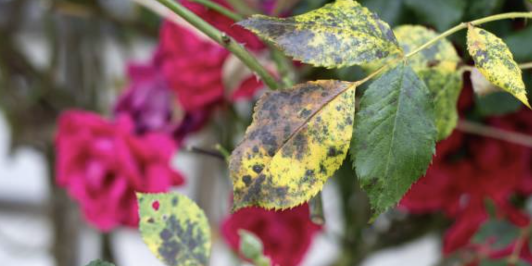 Как защитить розы от болезней в конце сезона. Эффективные средства против самых частых проблем летом и перед зимовкой.