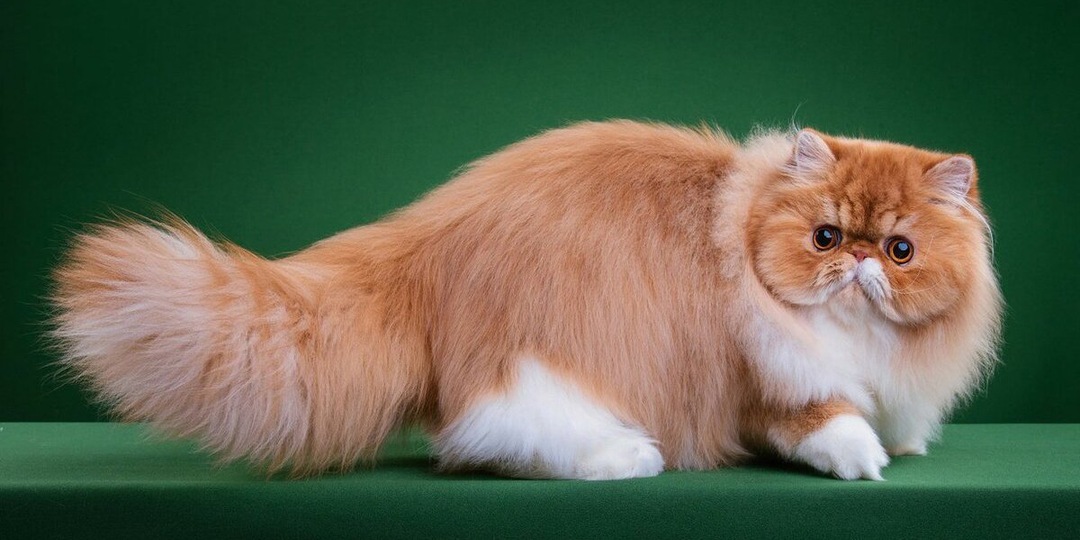 Редкие породы кошек: 5 удивительных видов, о которых вы не слышали