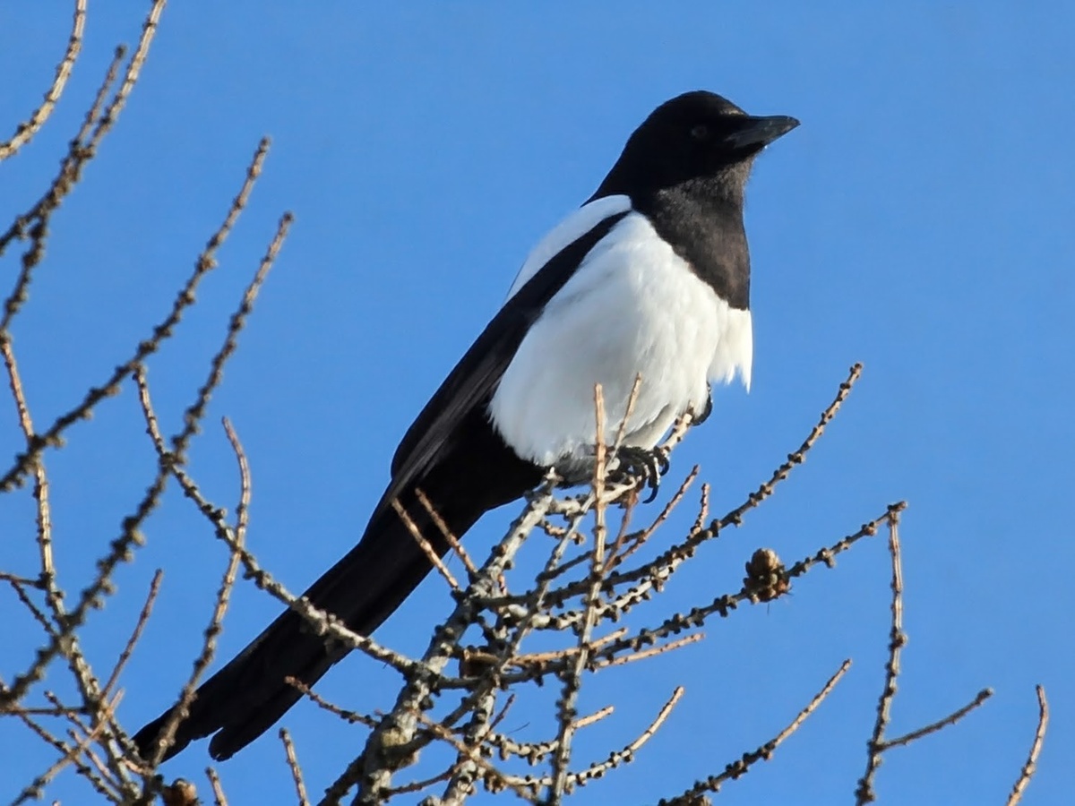 Фото автора канала "Удивительный мир живой природы "   Сорока.